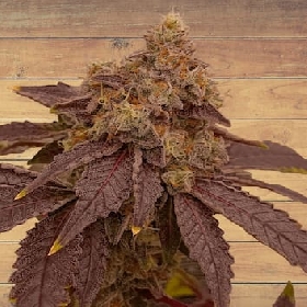 Orange MAC > Tramuntana Seeds
